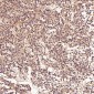 Anti-FGFR1 Rabbit Monoclonal Antibody